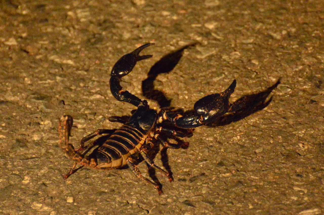 Heterometrus laoticus